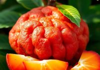 Mamey sapote – właściwości, korzyści zdrowotne i zastosowanie w diecie
