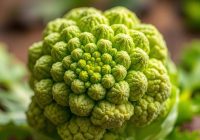 Romanesco – właściwości i korzyści zdrowotne kalafiora