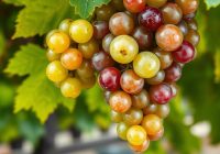 Winogrona – zdrowie, wartości odżywcze i działanie przeciwzapalne