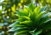 Żyworódka: właściwości lecznicze i przepisy na soki i maści