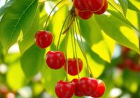Acerola – prozdrowotne właściwości i wpływ na odporność