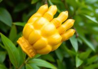 Ręka Buddy – cudowny owoc szczęścia i zdrowia z Azji