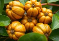 Mamoncillo – odkryj zdrowotne właściwości i wartości odżywcze