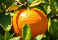 Pomarańcza Seville – właściwości, zastosowanie i aromatyczny urok