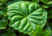 Chlorofil: korzyści zdrowotne i właściwości tego naturalnego składnika